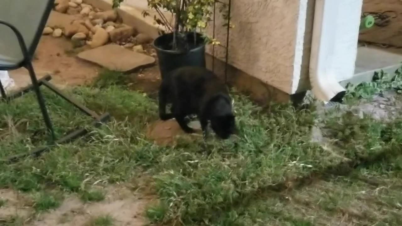 20250301 214026 Tux Night Roaming