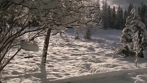 Morning With Snow Winter Pacific West Coast USA ~