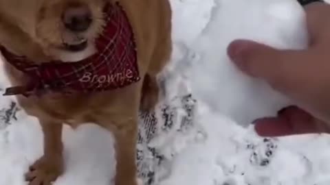 Littels Dog's Comedy Videos 🤣 so cute videos 😍 funny videos 🤣 so cute picture 🖼️