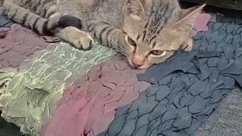 Lazy Cat Squad Takes Over the Yard! 😂 Afternoon Sun, Silly Play & Maximum Cuteness”