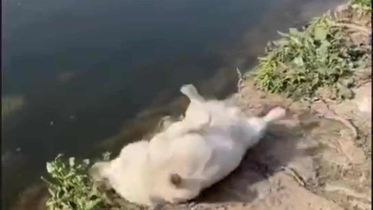 Cute drowning dog