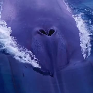 This is The Biggest Animal In The World!