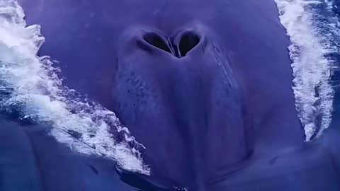 This is The Biggest Animal In The World!