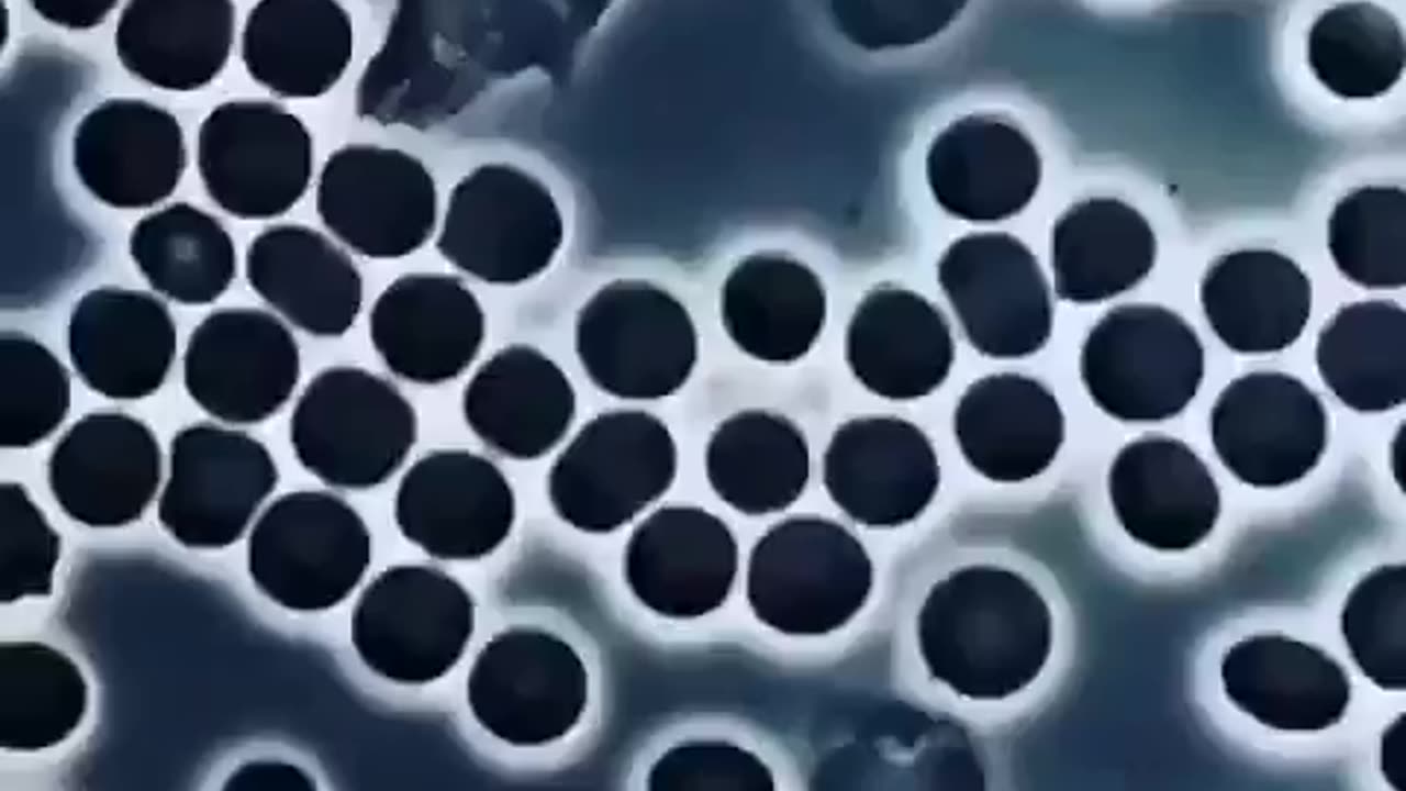 White blood cell wandering between red blood cells and checking for harmful