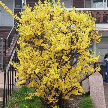 Forsythia tree