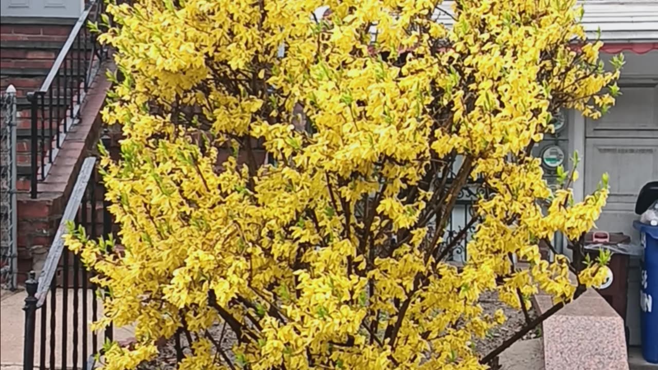 Forsythia tree