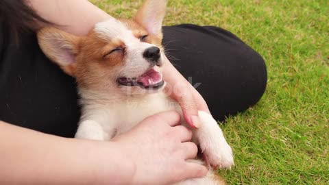 crazy dog