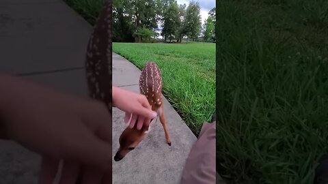 The deer fell into the plum and the cop saved him