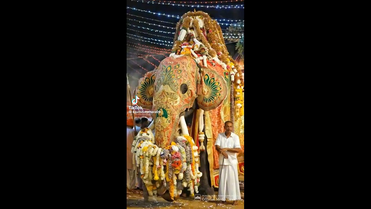 Traditional tusker