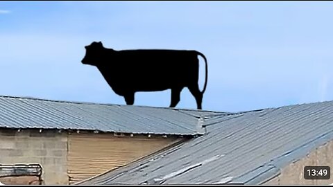 The FUNNIEST Farm Animals 🤣 🐓🐷