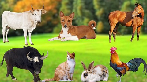 Farm Animal Food : Horse, Dog, Sheep, Rabbit, Cat, Buffalo, Chicken, Duck, Pig, Goat - Animal Sounds