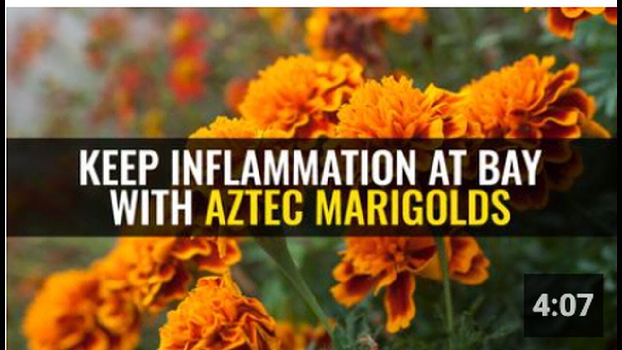 "Prevent Inflammation with Aztec Marigolds"