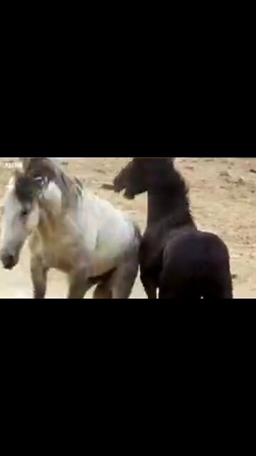 STALLIONS FIGHT OF THE CENTURY 😲