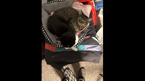 After lunch dinner time for more cat napping!