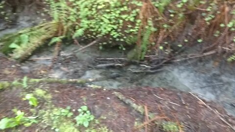 Eureka, California, Redwoods