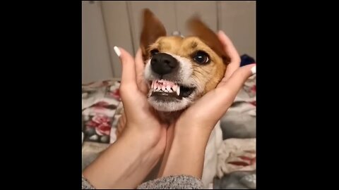 Funny Dog's Comedy Videos 🤣 so cute videos 😍