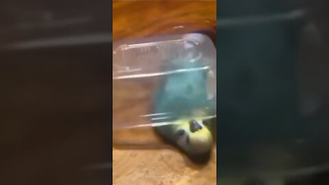 This Parrot has Negative Intelligence #shorts #parrot #animals #animalfunny #funny #meme #bird