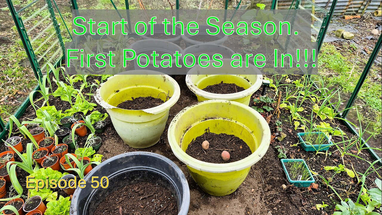 Planting the First Potatoes of the Season: Red and White Varieties in Pots!