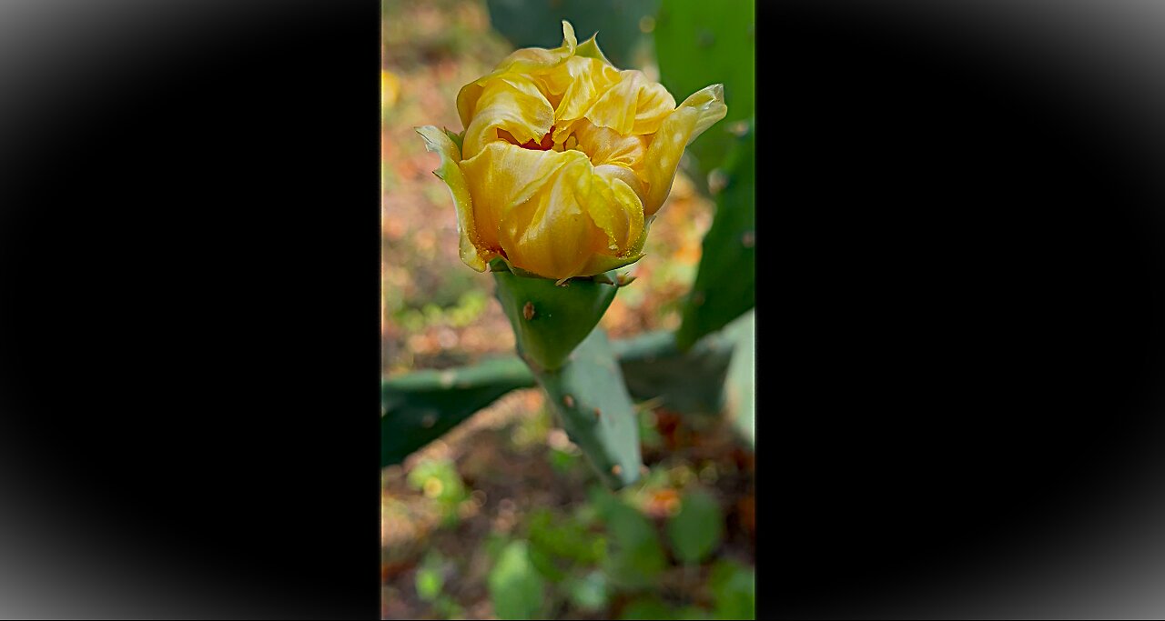Prickly Pear Cactus Flower Florida Homesteading With Heidi Rose