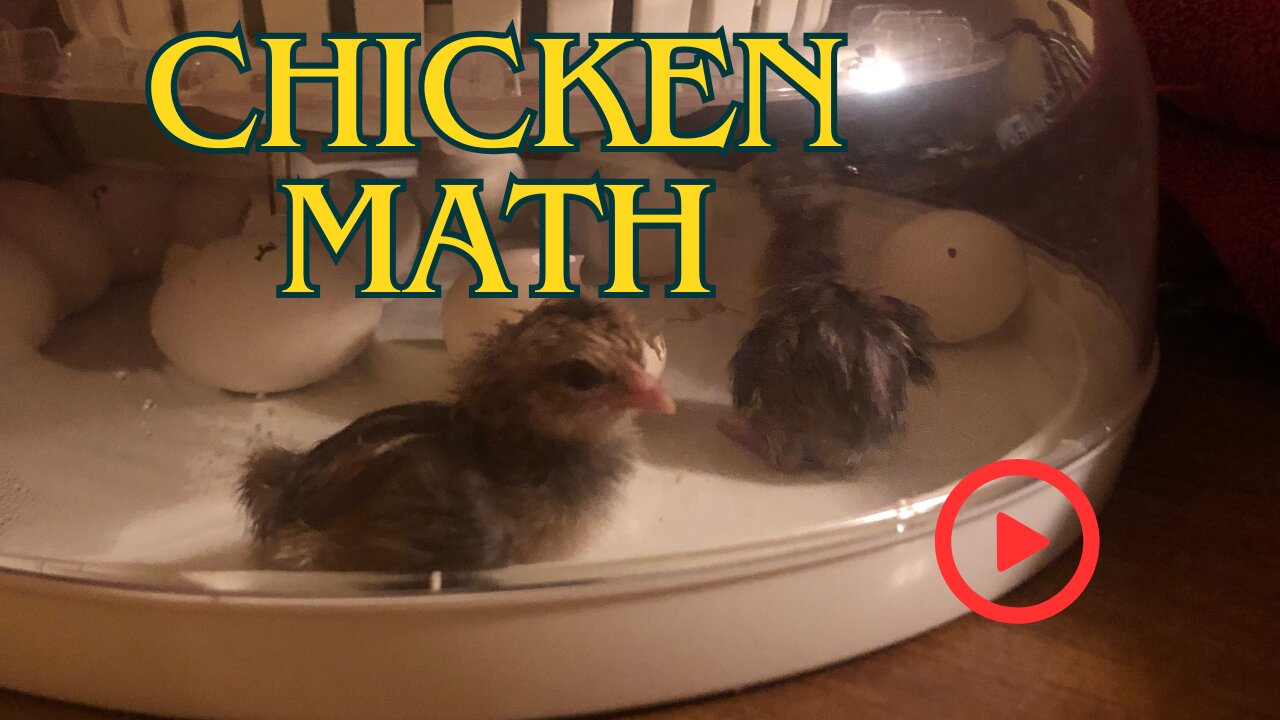 Hatching chicks