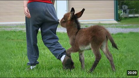 When The Animal Distribution System Chooses You 😁 Funniest Animal Videos 2025