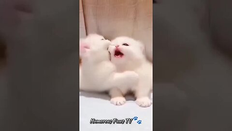 Animal LOL Fest! 🐾😅