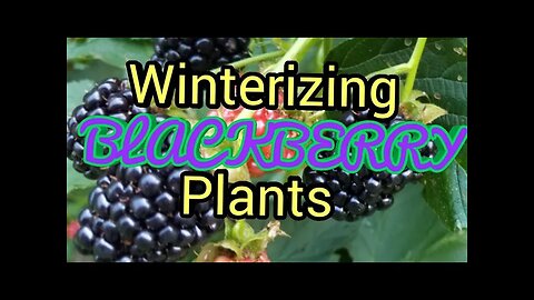 Winterizing Blackberries plants