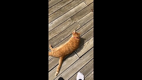 RIP Sammy