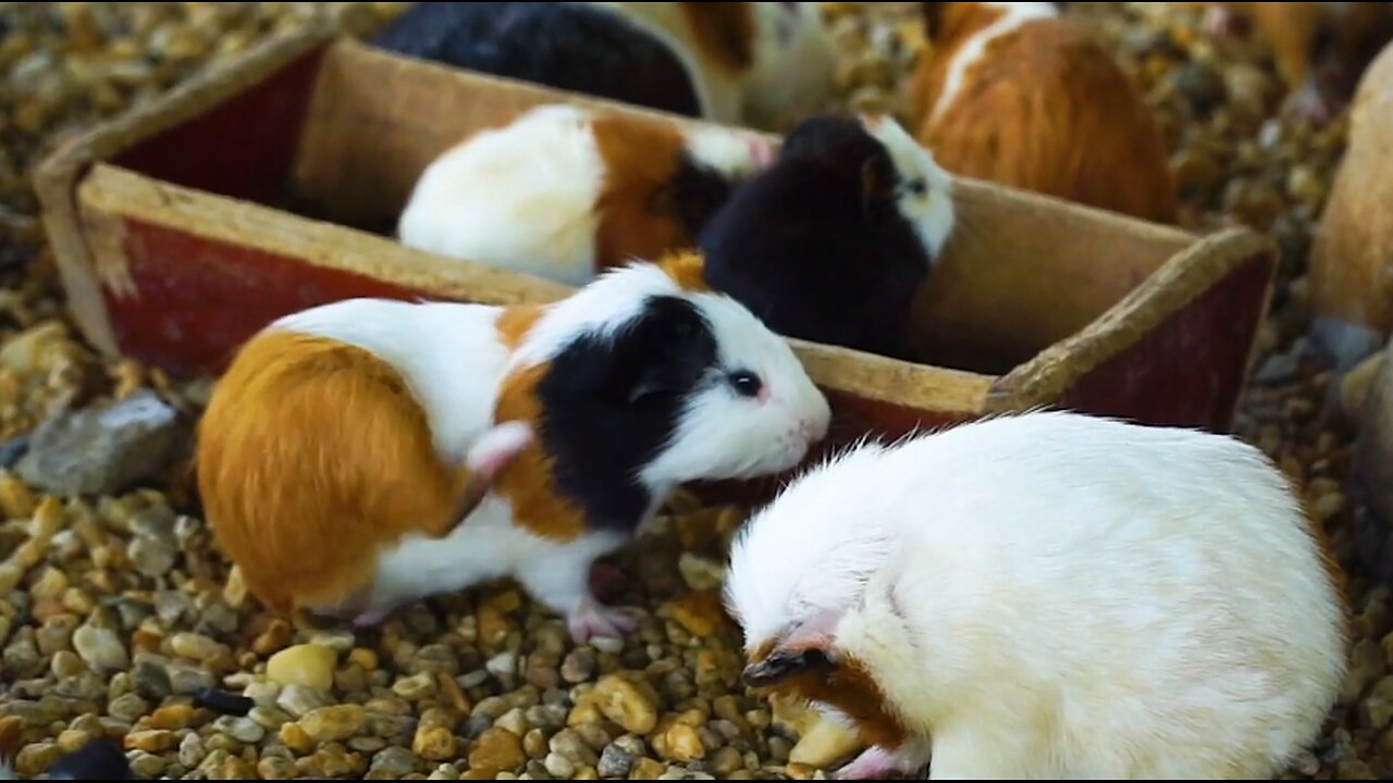 Rats are Eating Food