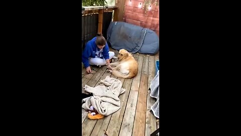 Fear of Mom, from growl to yawn.🤣#fuunydog