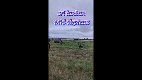 sri lankan wild elephant