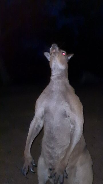 This kangaroo has laser eyes