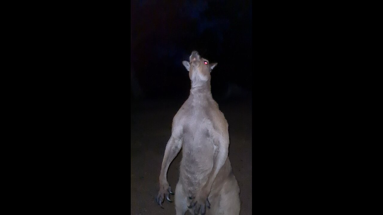 This kangaroo has laser eyes