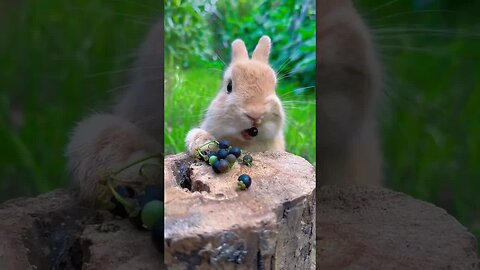 Little rabbit eats wild fruits and eats wild fruits, cute pet debut plan Rabbit, cute little pastor