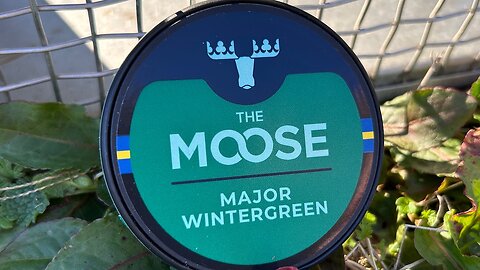 The Moose Major Wintergreen Snus Review