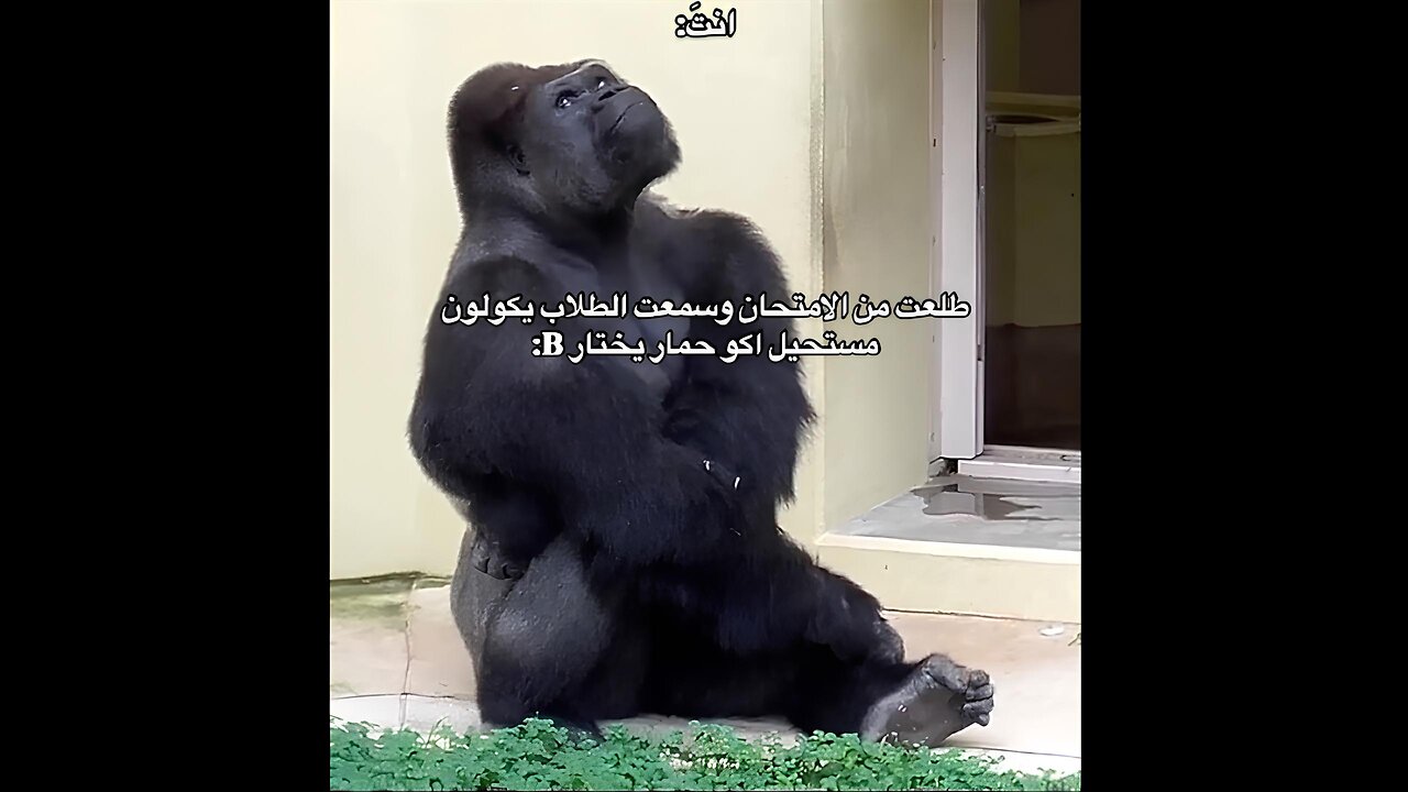 أفضل النكت مجمعة #221 تشكيلة أفضل ميمز 😂😂😂😂 ذبات تضحك