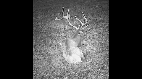 Pennsylvania Elk Live Webcam lets see who has any balls to show up today