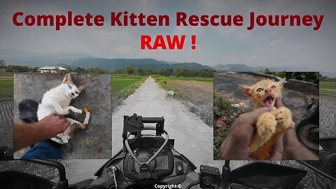 Searching for abandoned #kittens - RAW, UNEDITED morning outing. #irish #rescue