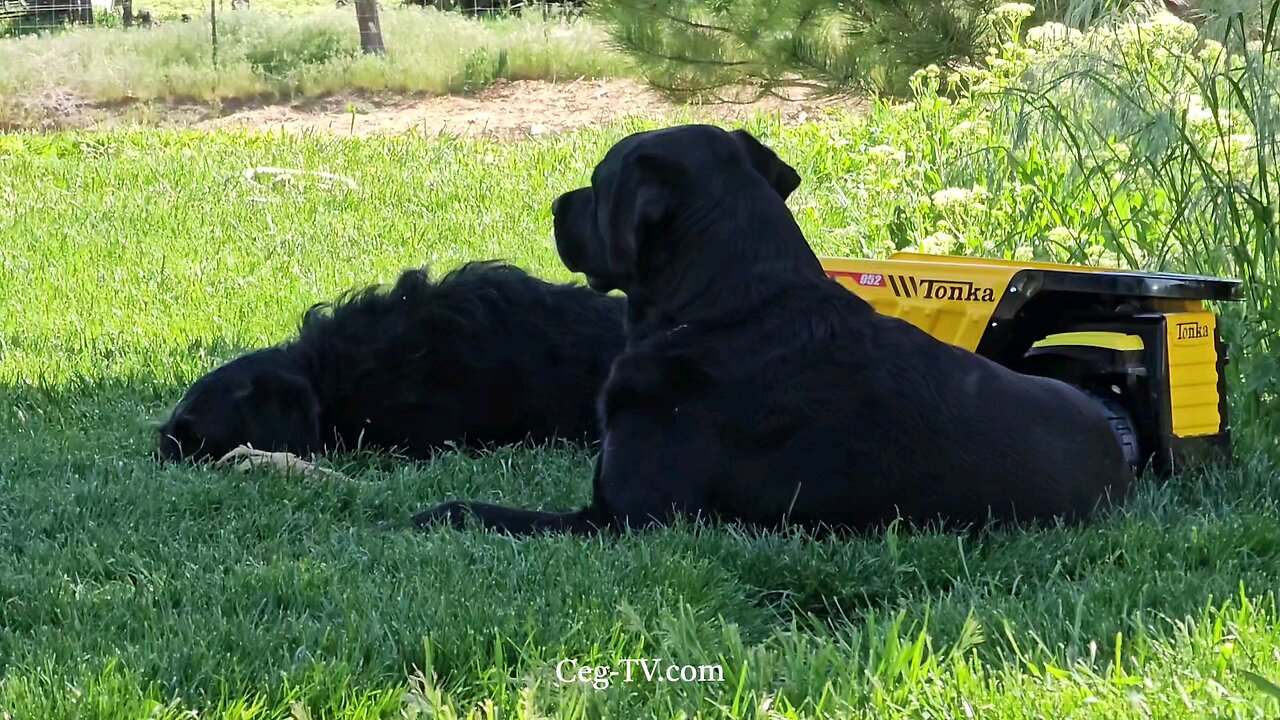 Graham Family Farm: Snowing at 79 Degrees F - May 2 2025