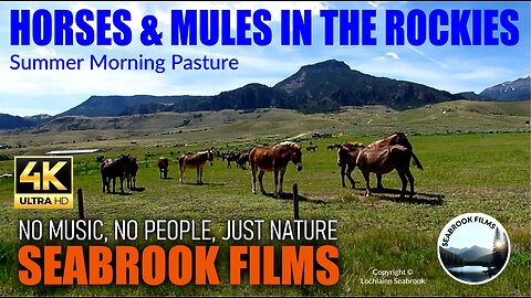Horses and Mules in the Rockies: Summer Morning Pasture
