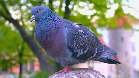 King of the Pigeons Holds Court on His Throne