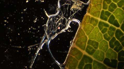 Revved Up Environmental "Protective Mechanism"