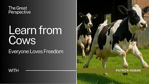 Everyone loves freedom, even cows.