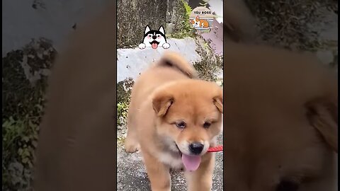 cute puppy
