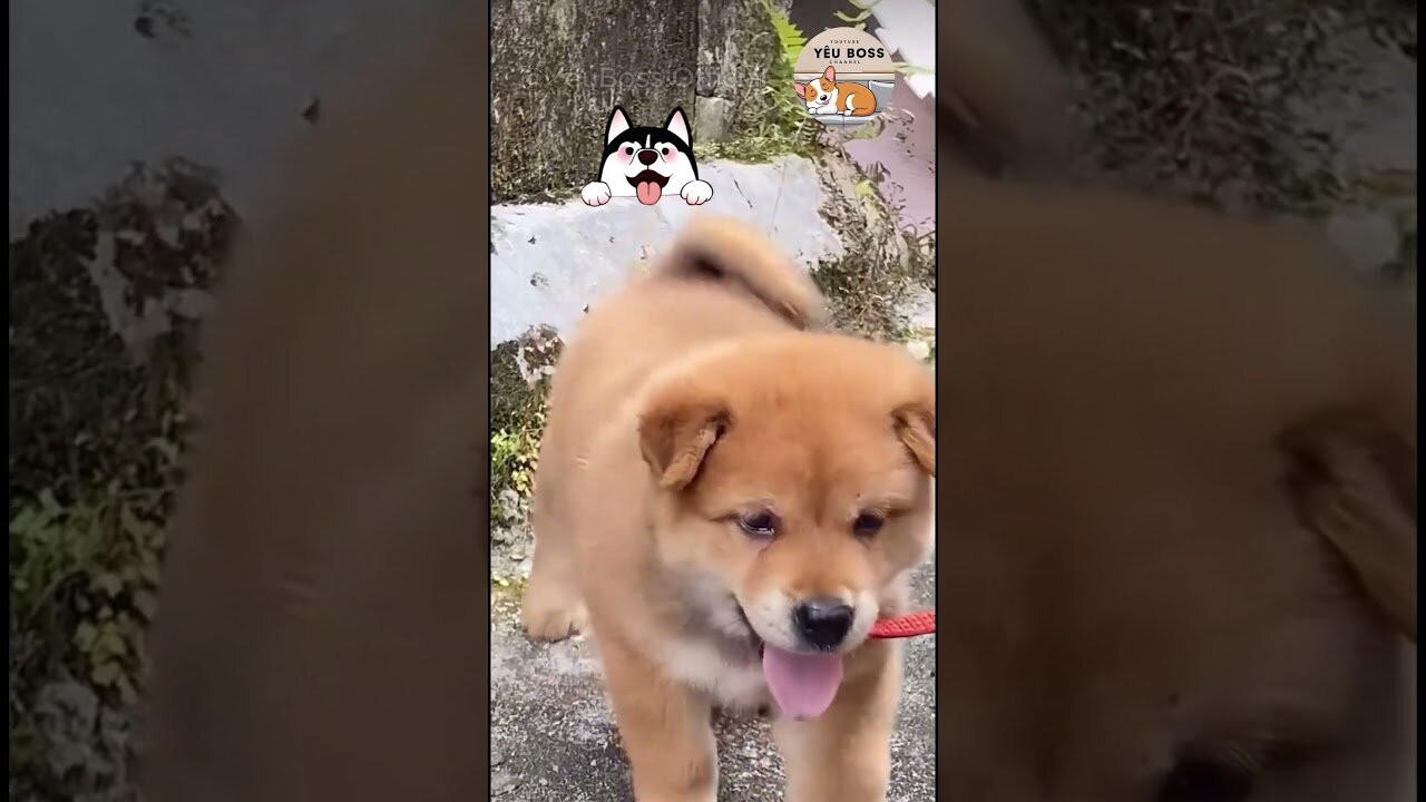 cute puppy