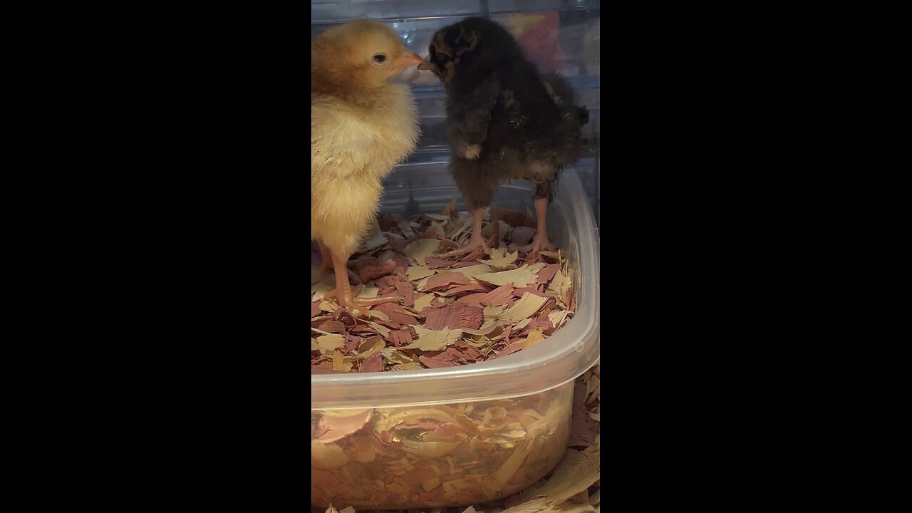 3 days old chickens
