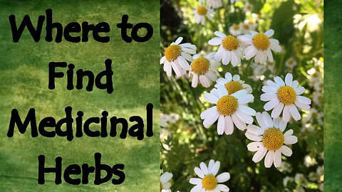 Where to Find Medicinal Herbs (Dried, Seeds, or Live Plants)