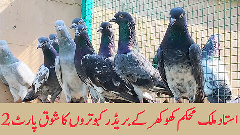 Breeder Pigeons Of Ustad Malik Mohkam Khokhar Part 2 Watch In HD Urdu/Hindi