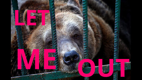 Release from captivity “ The Heidelberg bear “By Rachel Gray