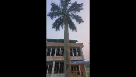 Palm Oil Tree Farming in Bangladesh – Huge Potential!